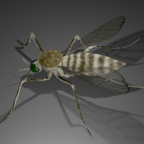 Mosquito preview image